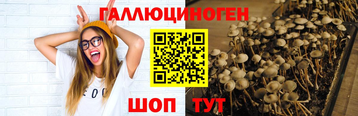 Псилоцибиновые грибы GOLDEN TEACHER  Вход с VPN  Галлюциногенные грибы GOLDEN TEACHER  Клинцы 